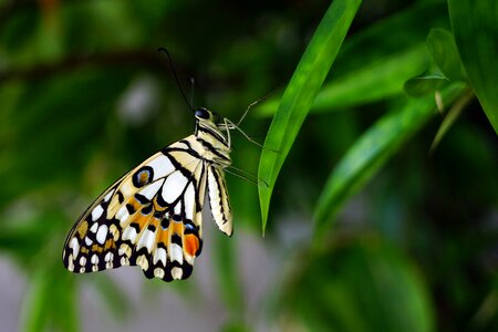 Colourful shape fly