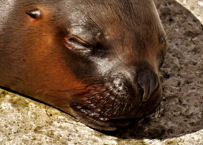 Robbe meeresbewohner animal