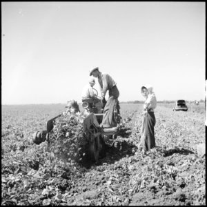 Kern County, California. Migrant youth in potato field. By the time this digging machine comes down the next row in... - NARA - 532137 photo