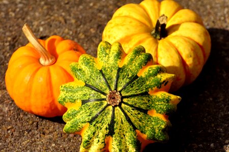 Decoration decorative squashes harvest