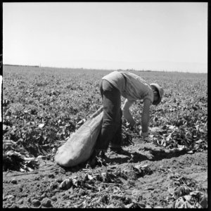 Kern County, California. Migrant youth in potato field. Stoop labor by a migratory youth - NARA - 532141 photo