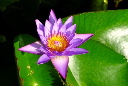 Tropical day-blooming waterlily