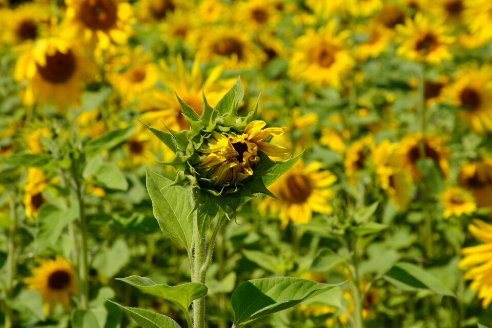 Yellow summer yellow flower