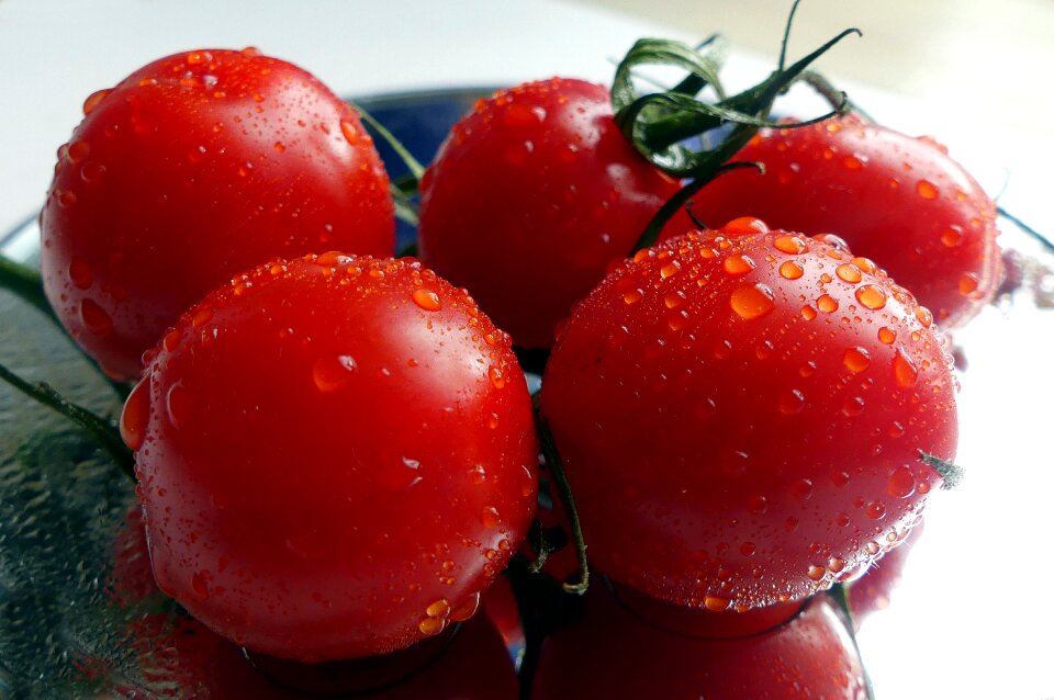 Vegetarian bush tomatoes drop of water