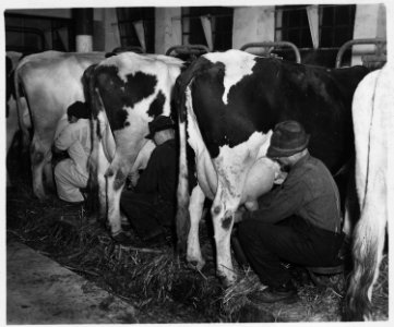 Lancaster County, Pennsylvania. Although herds are large and barns are generally well equipped, muc . . . - NARA - 521114