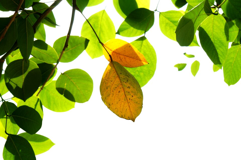 Green leaf yellow leaves background