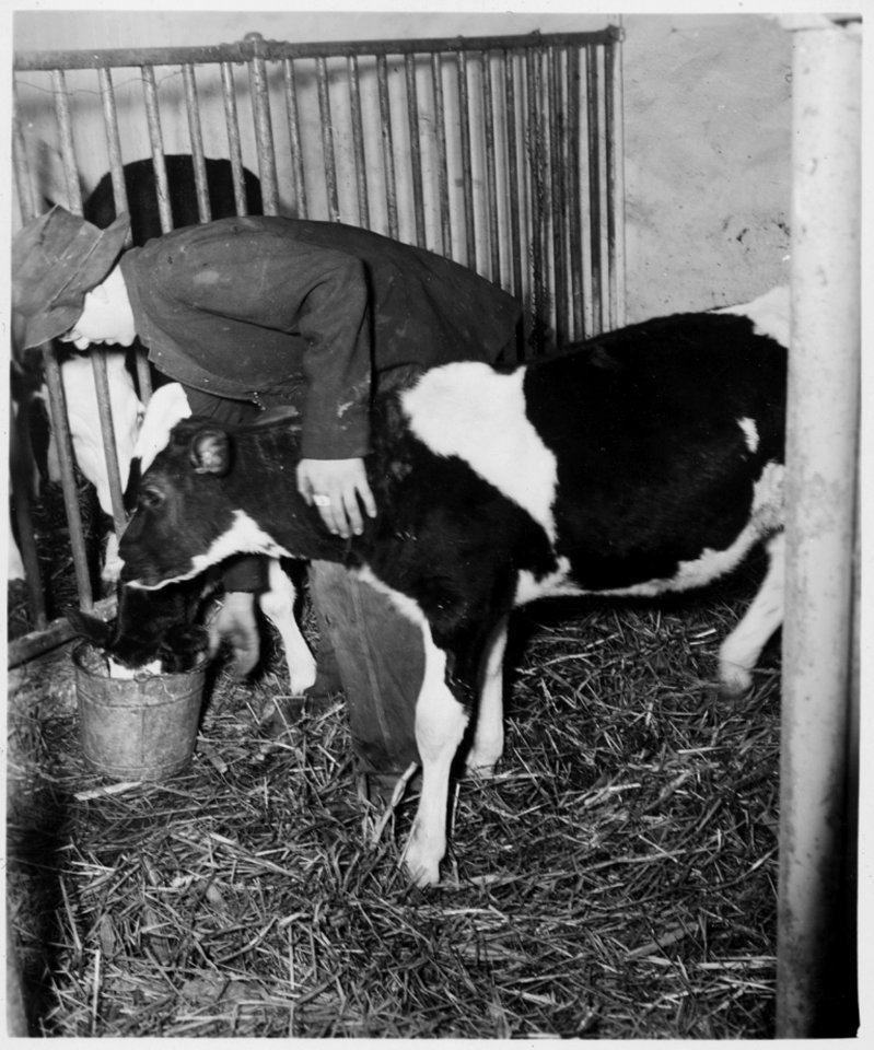 Lancaster County, Pennsylvania. Amish children are trained early in life to perform many useful tas . . . - NARA - 521101