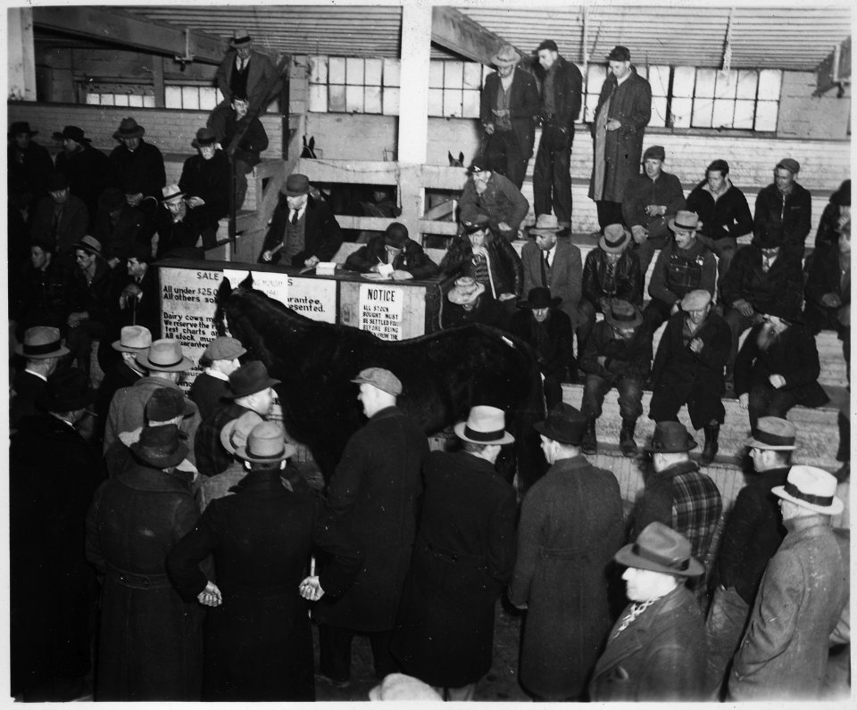 Lancaster County, Pennsylvania. Horse sales are still popular institutions in Lancaster County. Th . . . - NARA - 521119