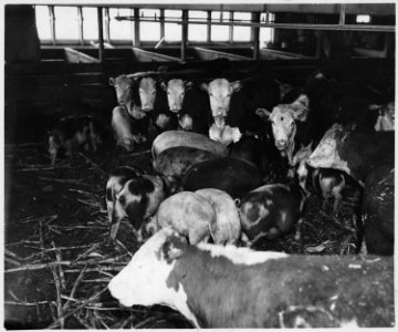 Lancaster County, Pennsylvania. Hogs and cattle are still, in some instances, kept in the same feed . . . - NARA - 521129