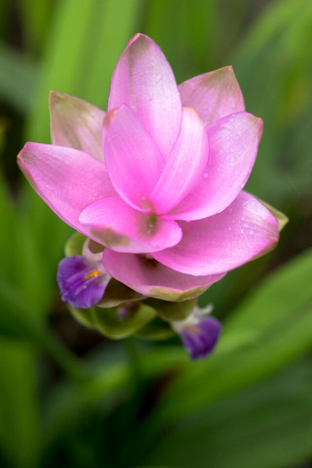 Floral blossom tropical