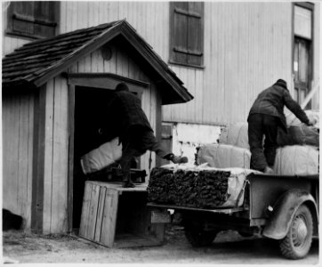Lancaster County, Pennsylvania. Professional truckmen pick up the tobacco which is grown and baled . . . - NARA - 521071