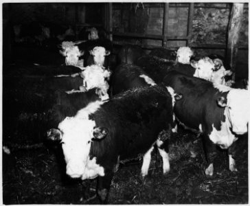Lancaster County, Pennsylvania. Cattle feeding is a practice of long standing in southeastern Penns . . . - NARA - 521128