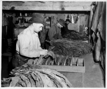 Lancaster County, Pennsylvania. Stripping tobacco is one of the more important farm operations carr . . . - NARA - 521100
