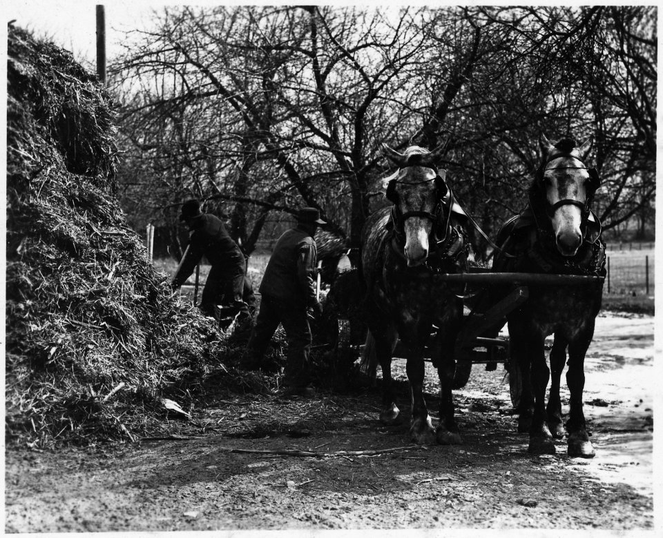 Lancaster County, Pennsylvania. Lancaster soils are maintained by extensive use by barnyard and com . . . - NARA - 521052