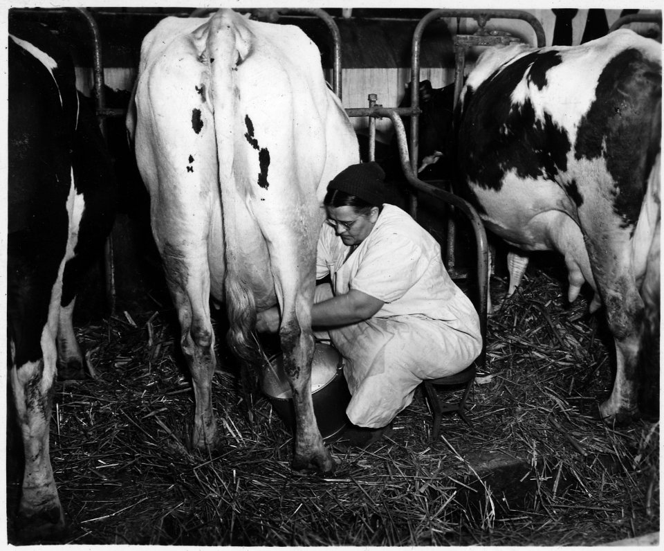Lancaster County, Pennsylvania. Milking is a family enterprise in the absence of milking machines. - NARA - 521115