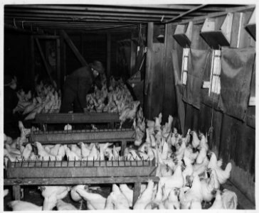 Lancaster County, Pennsylvania. This picture was taken inside the barn... - NARA - 521079
