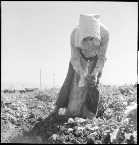 Kern County, California. Migrant youth in potato field. Potatoes are picked, the dirt rubbed off, and put in a sack... - NARA - 532139