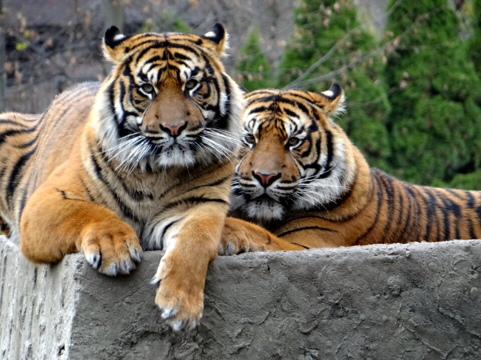 Tiger mammal cat photo
