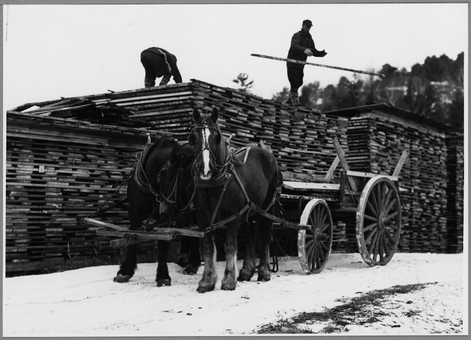 Landaff, Grafton County, New Hampshire. Employees of the Lisbon County working in the company's stic . . . - NARA - 521487