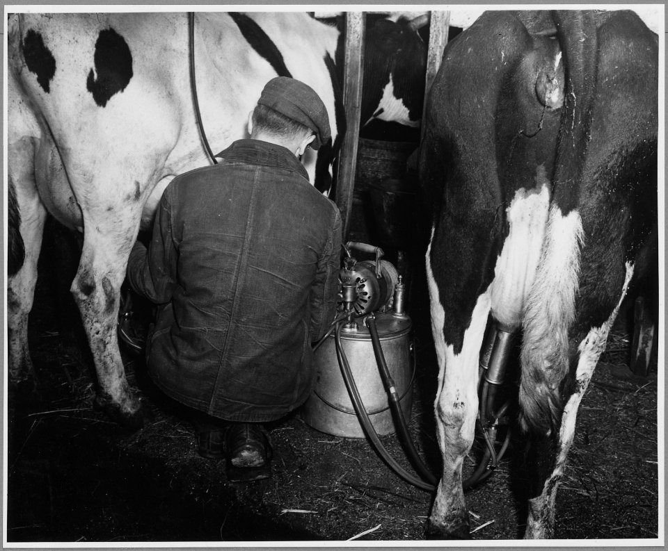 Landaff, Grafton County, New Hampshire. Milking on the Chandler farm is done with two machines such . . . - NARA - 521446