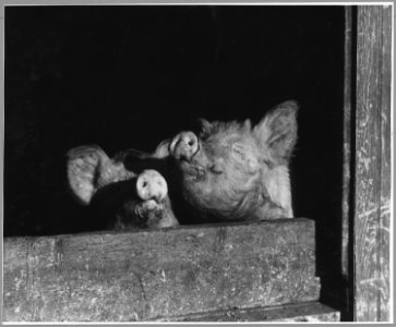 Landaff, Grafton County, New Hampshire. It is a fairly common thing for farmers to keep two or three . . . - NARA - 521523