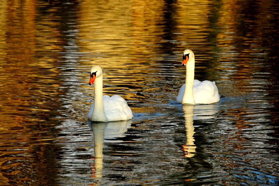Reflection sunset mirroring