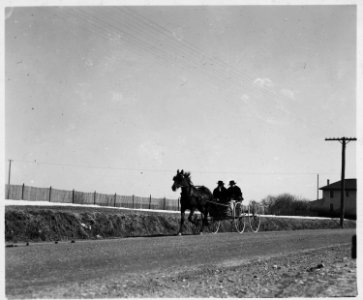 Lancaster County, Pennsylvania. This open Amish buggy is particularly popular with young, unmarried . . . - NARA - 521140