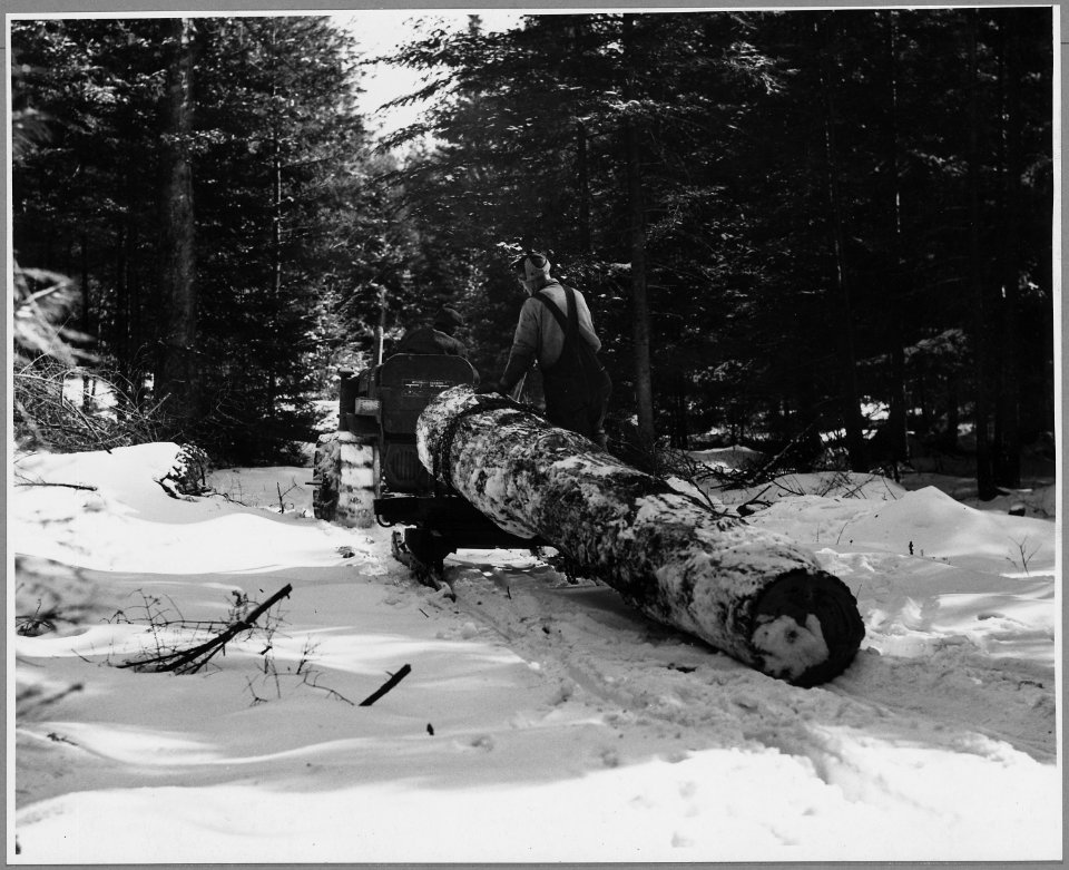 Landaff, Grafton County, New Hampshire. Mr. Chandler is hauling out a fair-sized spruce log with his . . . - NARA - 521448