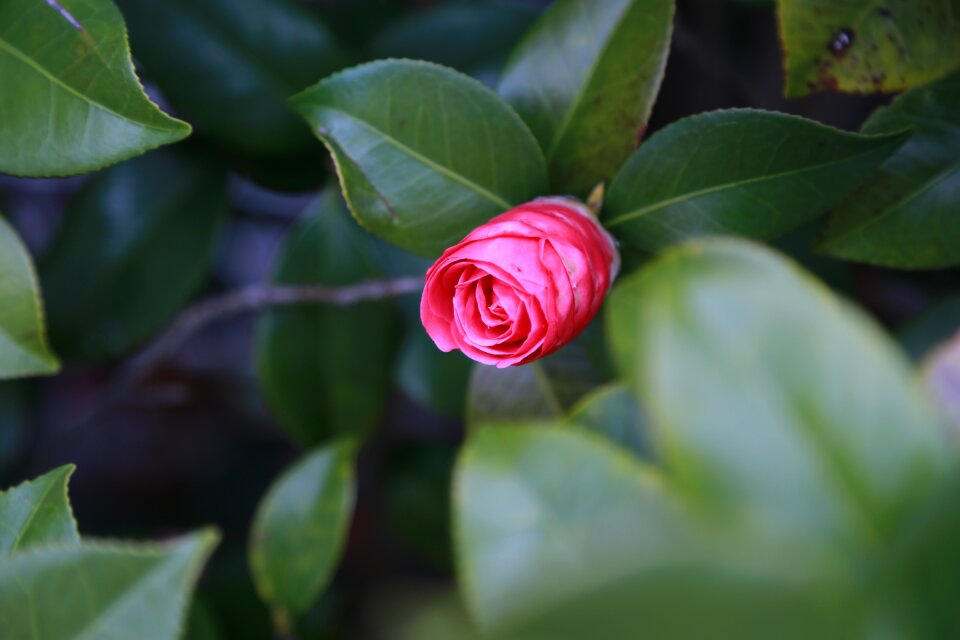 Garden flowers camellia