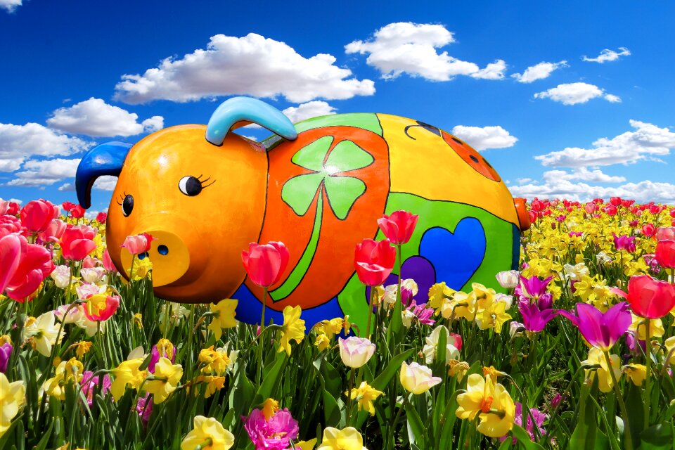 Flower meadow blossom bloom