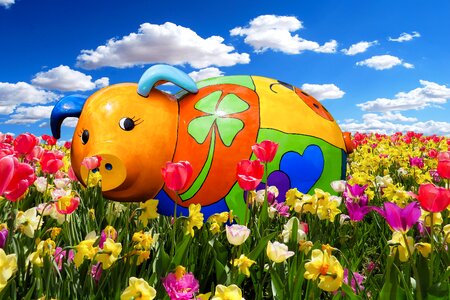 Flower meadow blossom bloom
