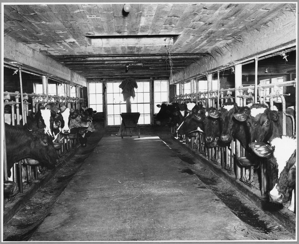 Landaff, Grafton County, New Hampshire. Stable of Mr. Roscoe Oakes - the best equipped and most mode . . . - NARA - 521476