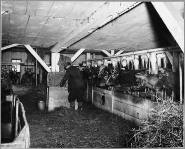 Landaff, Grafton County, New Hampshire. Mr. Amos Albee in his stable. This type, in which the cows a . . . - NARA - 521493
