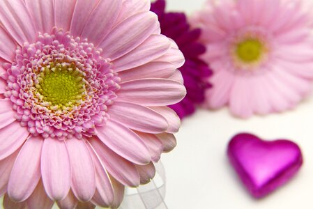 Nature floral valentine's day