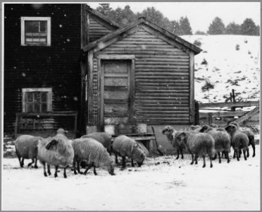 Landaff, Grafton County, New Hampshire. This flock belonging to Mr. Roscoe Oakes, is the only one le . . . - NARA - 521499