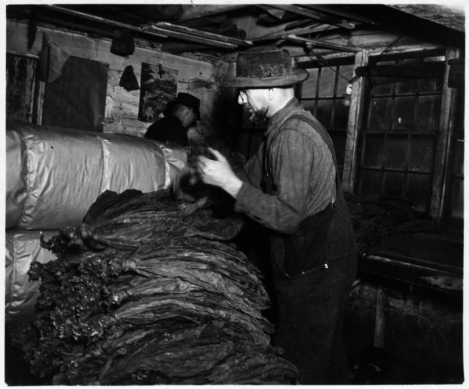 Lancaster County, Pennsylvania. Stripping tobacco is one of the more important farm operations carr . . . - NARA - 521117