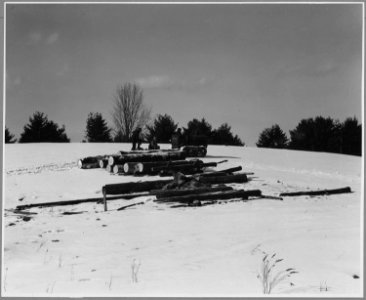 Landaff, Grafton County, New Hampshire. Yarding merchantable timber on the Chandler farm. - NARA - 521447
