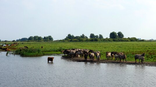 Lauwersmeer aurochs nature