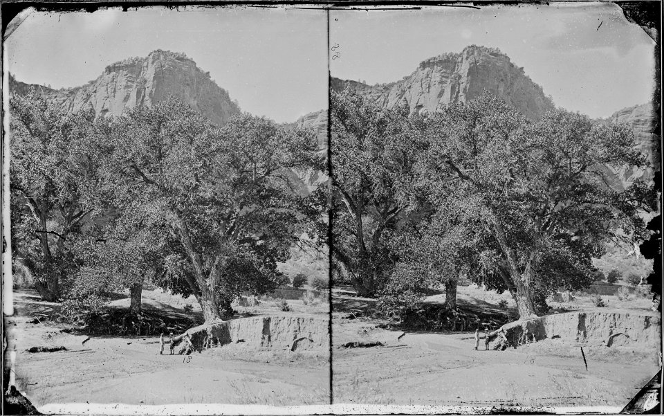 Large cottonwood tree, Canyon De Chelle 1873 New Mexico - NARA - 519743
