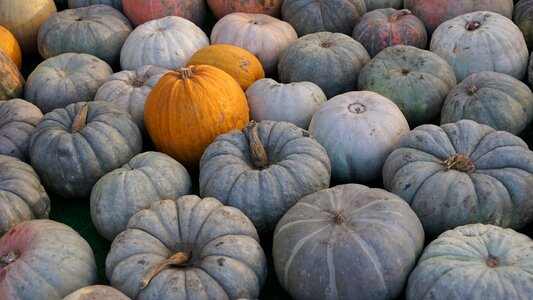 Orange halloween holiday