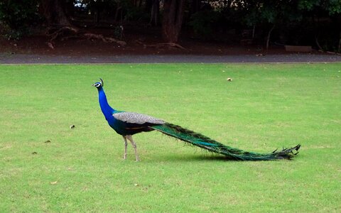 Pheasant peafowl wildlife photo