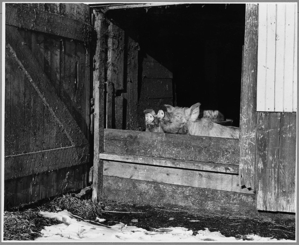 Landaff, Grafton County, New Hampshire. It is a fairly common thing for farmers to keep two or three . . . - NARA - 521522
