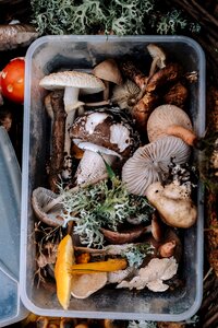 Fungus food outdoor