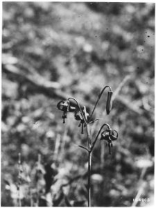 Lilim Parviflorum (Wild Tiger Lily), Wenatchee, Washington, 1920. - NARA - 299117