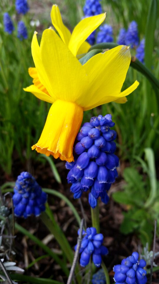 Garden summer season