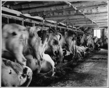 Landaff, Grafton County, New Hampshire. Stable of Mr. George Clement's farm. The whole building is n . . . - NARA - 521495