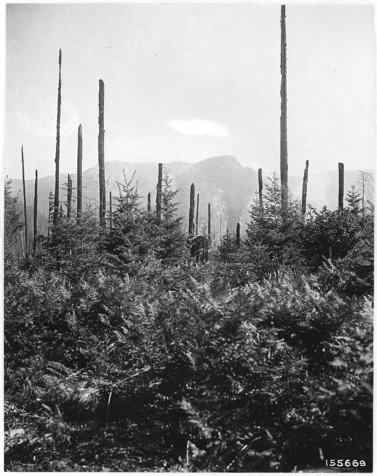 Logged over area near Mill City not seeded to grass, Santiam Forest, 1920. - NARA - 299198