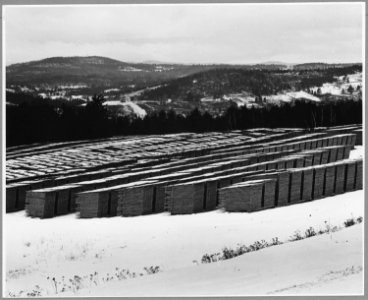 Landaff, Grafton County, New Hampshire. The government sticking lot where boards cut from hurricane . . . - NARA - 521510