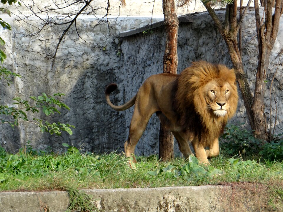 Animal feral cat predator
