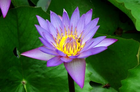 Tropical day-blooming waterlily